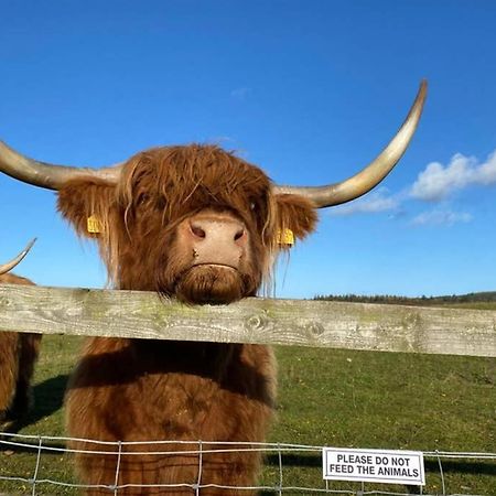 Glampods Glamping Pod - meet Highland Cows&Sheep Elgin Villa Buitenkant foto