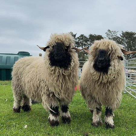 Glampods Glamping Pod - meet Highland Cows&Sheep Elgin Villa Buitenkant foto