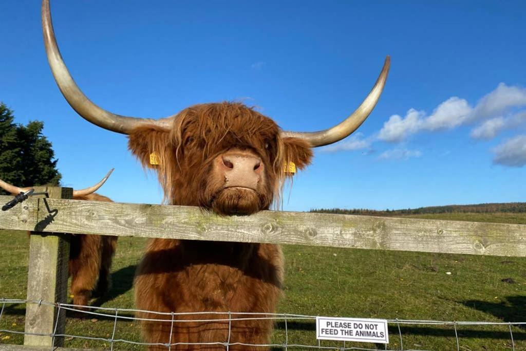 Glampods Glamping Pod - meet Highland Cows&Sheep Elgin Villa Buitenkant foto