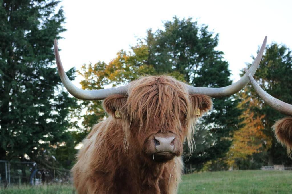 Glampods Glamping Pod - meet Highland Cows&Sheep Elgin Villa Buitenkant foto