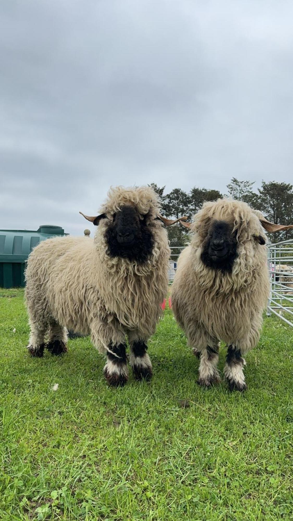 Glampods Glamping Pod - meet Highland Cows&Sheep Elgin Villa Buitenkant foto